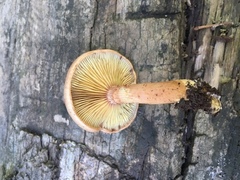 Gymnopilus suberis