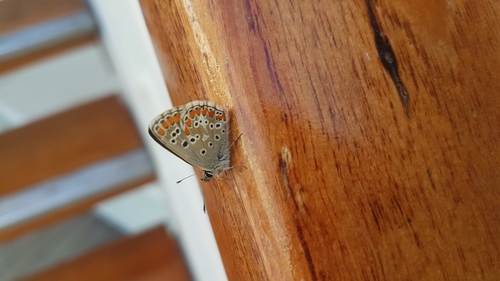 Southern Brown Argus photo 6