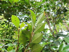 Syzygium formosanum