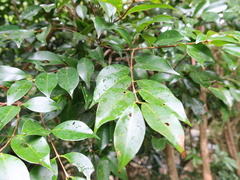 Syzygium formosanum