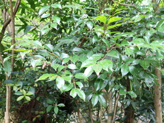 Syzygium formosanum