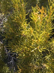Orites acicularis