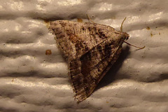 Macaria colata