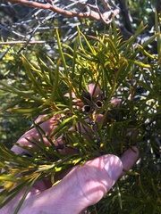 Orites acicularis