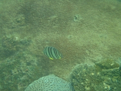 Chaetodon octofasciatus