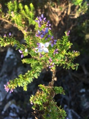 Veronica formosa