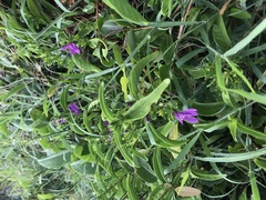 Justicia eustachiana