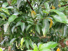 Helicia cochinchinensis