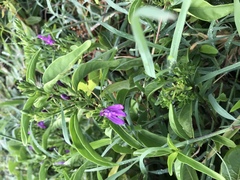 Justicia eustachiana