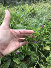 Justicia eustachiana