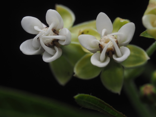 Caribbean milkweed (Asclepias nivea)
