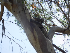 Phascolarctos cinereus victor