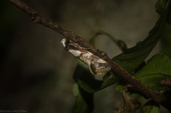 Coesyra hemiphragma