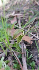 Pterostylis grandiflora
