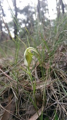 Pterostylis grandiflora
