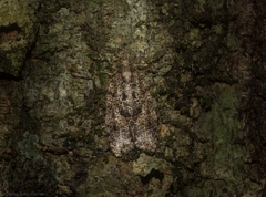 Polylopha epidesma