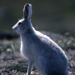Lepus arcticus
