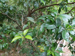 Helicia cochinchinensis