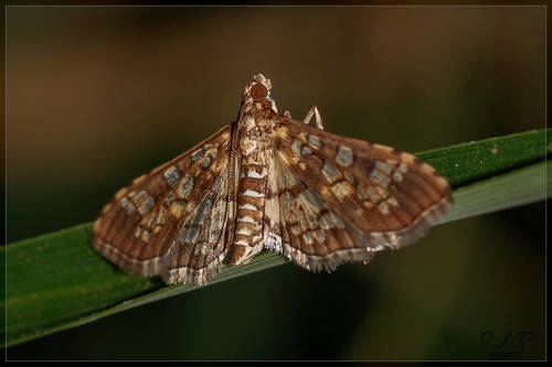 Assembly Moth photo 4