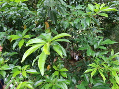 Helicia cochinchinensis