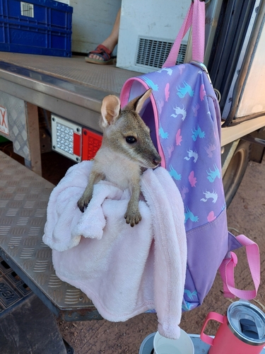 Baby Agile Wallaby – Fostered by Animal Rescue Volunteers