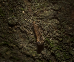 Parochmastis styracodes