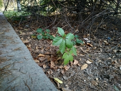 Parthenocissus quinquefolia