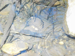 Limnodynastes dumerilii dumerilii