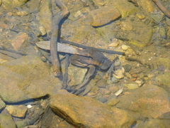 Limnodynastes dumerilii dumerilii