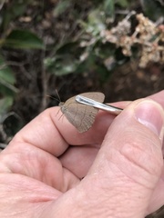 Nhambikuara cerradensis