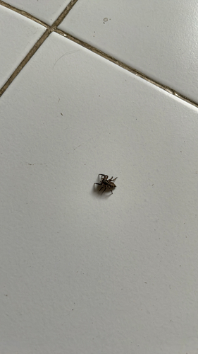 Pantropical Jumping Spider