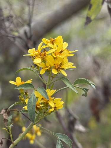 Bidens micrantha observed 2025-08-15