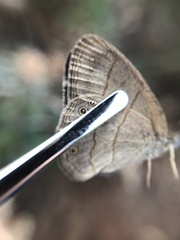 Nhambikuara cerradensis