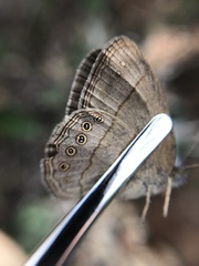 Nhambikuara cerradensis