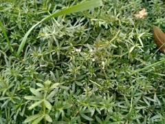 Galium