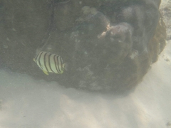 Chaetodon octofasciatus