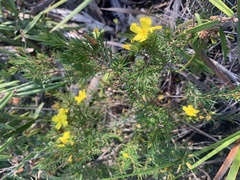 (c) Guy Taseski, some rights reserved (CC BY) Hibbertia stricta, photograph (c) Guy Taseski, some rights reserved (CC BY)