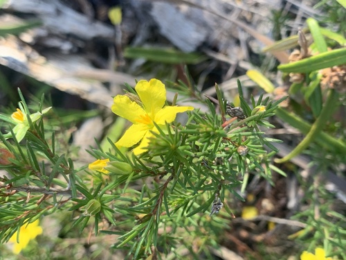 Hibbertia stricta, photograph 5