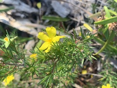 (c) Guy Taseski, some rights reserved (CC BY) Hibbertia stricta, photograph (c) Guy Taseski, some rights reserved (CC BY)