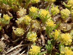 Triptilodiscus pygmaeus