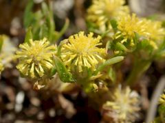 Triptilodiscus pygmaeus