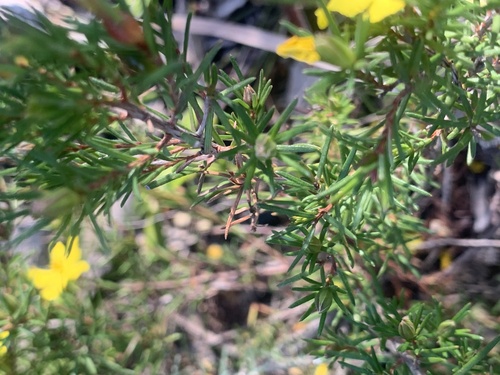 Hibbertia stricta, photograph 6