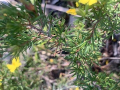 Hibbertia stricta, photograph (c) Guy Taseski, some rights reserved (CC BY)