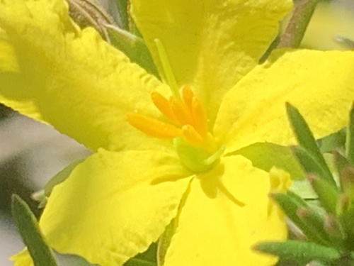 Hibbertia stricta, photograph 3