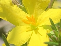(c) Guy Taseski, some rights reserved (CC BY) Hibbertia stricta, photograph (c) Guy Taseski, some rights reserved (CC BY)