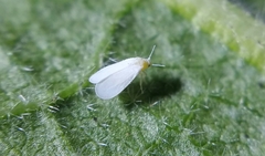 Trialeurodes vaporariorum