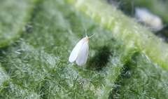 Trialeurodes vaporariorum
