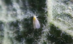 Trialeurodes vaporariorum
