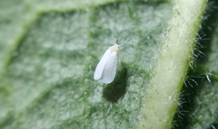 Trialeurodes vaporariorum