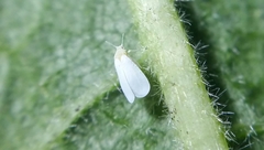 Trialeurodes vaporariorum